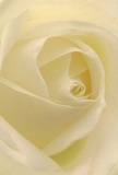 This evocative image draws you into the very heart of a cream-white rose, as if seated amid the delicate petals themselves on a peaceful morning in Belvedere. Each spiralling layer invites your imagination to explore its feather-soft matte texture-a sensation not unlike the touch of fresh blooms collected from the gardens near Nuxley Road. The interplay of subtle shadows and gentle highlights creates a sense of quiet depth, inviting contemplation and calm. The overall mood is serene and intimate, perfectly reflecting the kind of understated elegance that Belvedere Florist brings to each arrangement. Ideal for conveying sympathy, admiration, or for marking new beginnings, the bloom's near-translucent outer petals and flawlessly structured core suggest both vulnerability and grace. The gentle, sweet fragrance drifts on the air, completing the experience of a flower arranged with true mindfulness. Ready for delivery across Belvedere, this single rose encapsulates the quiet artistry and heartfelt emotion that Kingston Road's trusted florists offer with every thoughtful bouquet.